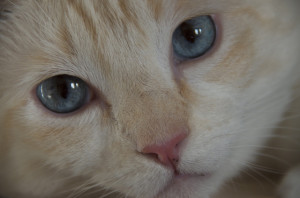 catcloseup